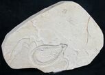 Rhynchodercetis “Needle Fish” Fossil #9846-2